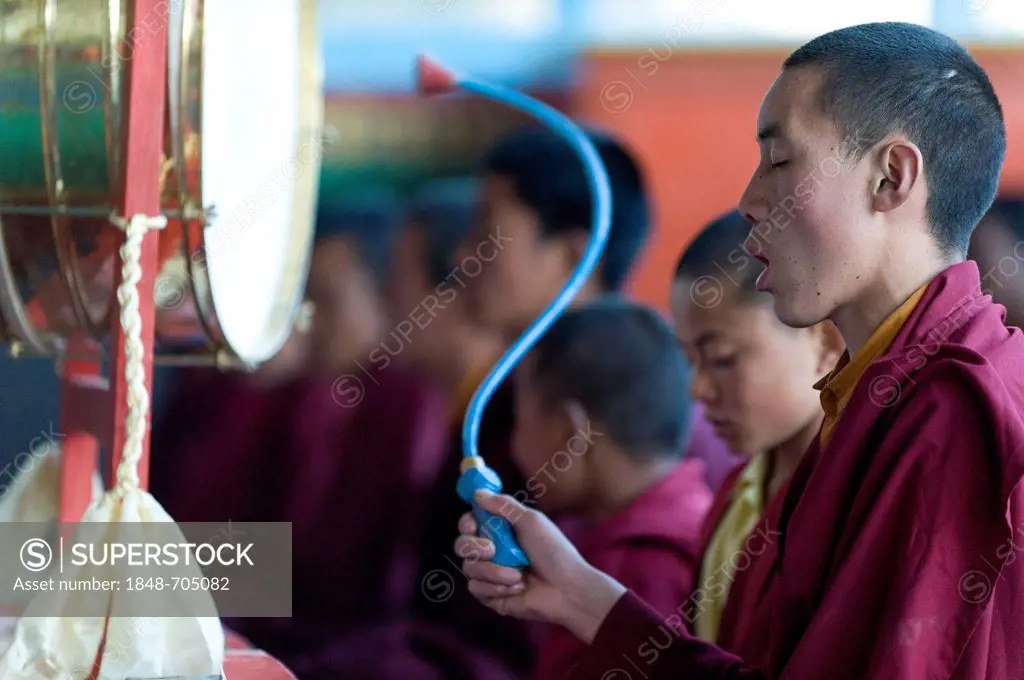 Monks at prayer, Tawang Khinmey Nyingma monastery, near Tawang, Arunachal Pradesh, India, Asia