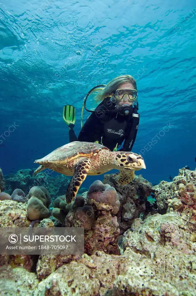 Female diver admiring a loggerhead sea turtle or loggerhead (Caretta caretta) diving, North Male, Maldives, Indian Ocean