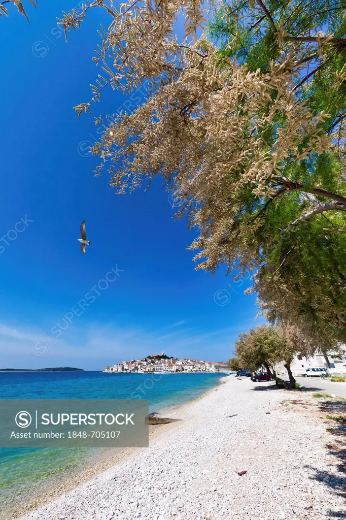 Beach, Primosten peninsula at back, central Dalmatia, Dalmatia, Adriatic coast, Croatia, Europe, PublicGround