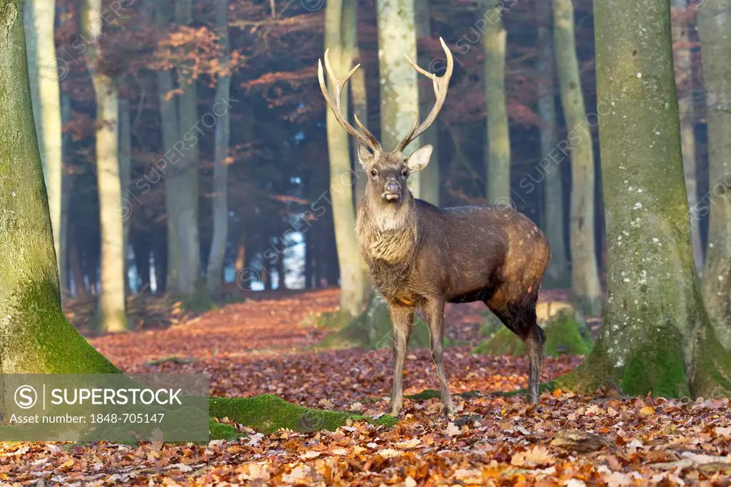Sika deer (Cervus nippon), Daun Deer Park, Rhineland-Palatinate, Germany, Europe