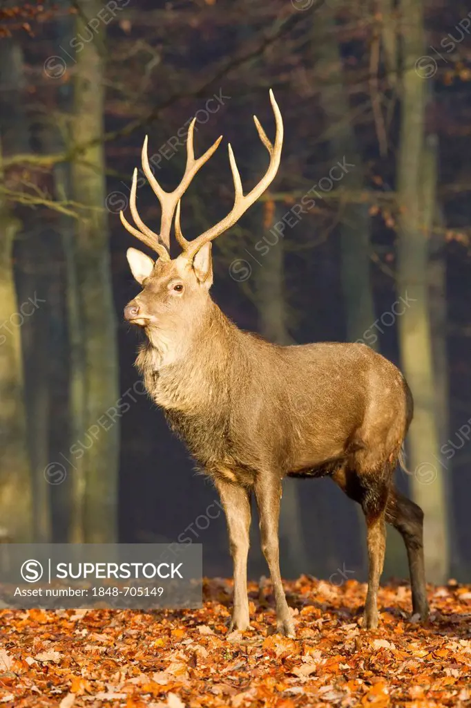 Sika deer (Cervus nippon), Daun Deer Park, Rhineland-Palatinate, Germany, Europe