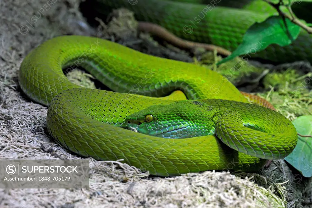 White lipped pit viper (Trimeresurus albolabris), Southeast Asia