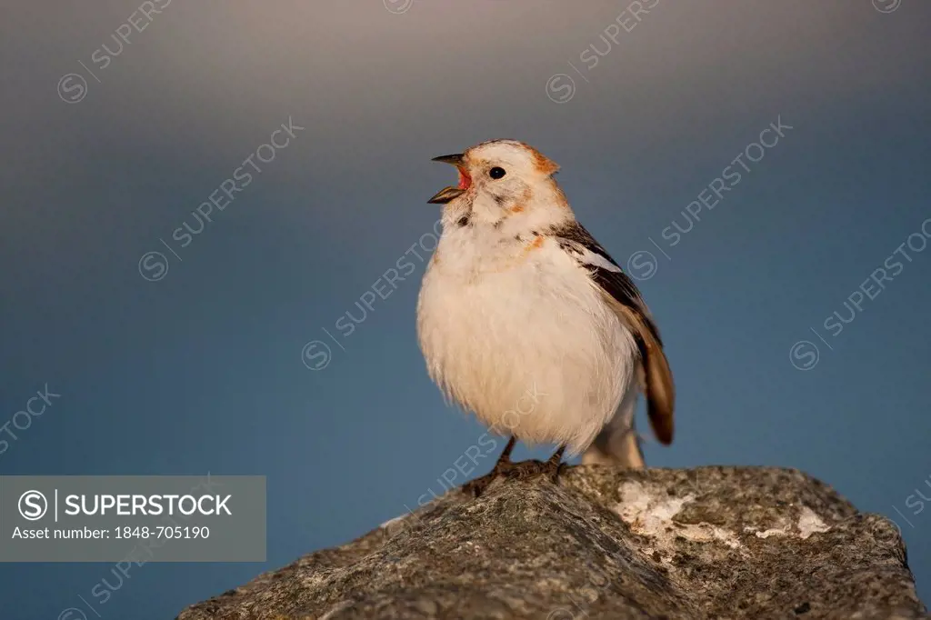Snow bunting (Plectrophenax nivalis), singing male, Joekulsarlon, Iceland, Europe