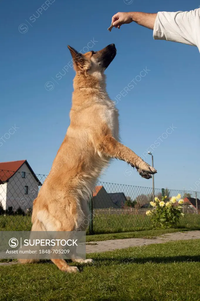 Shepherd dog, standing on its hind legs
