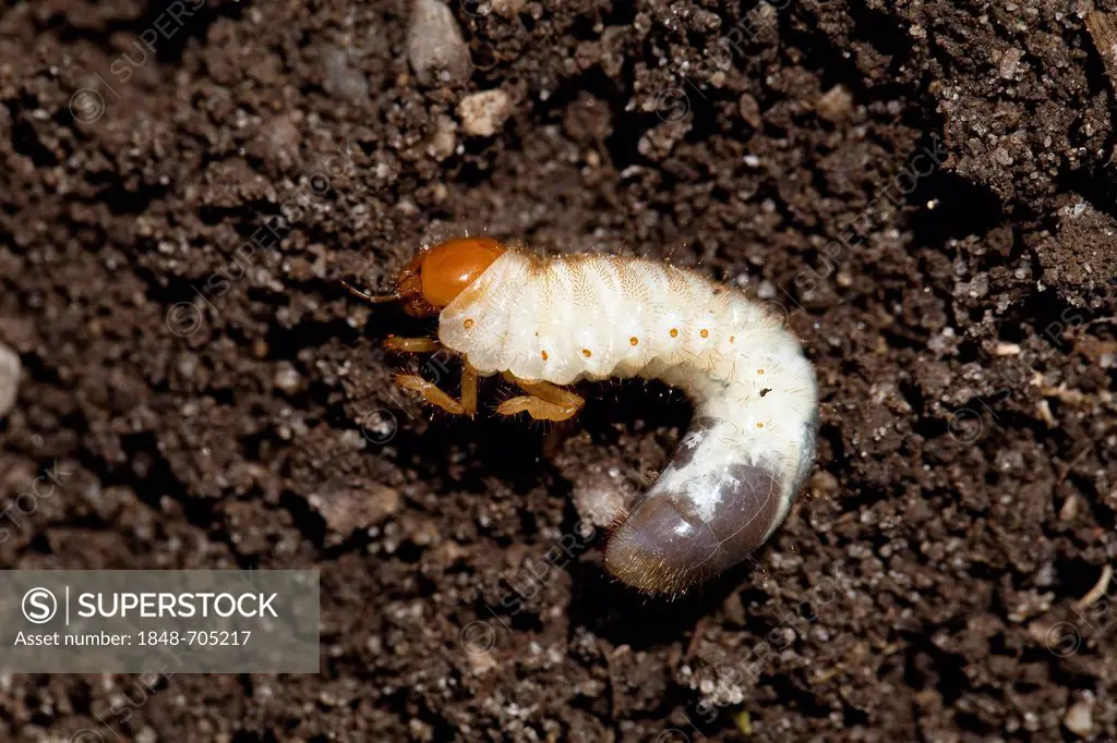 Cockchafer grub, European june beetle (Amphimallon solstitialis), Bavaria, Germany, Europe