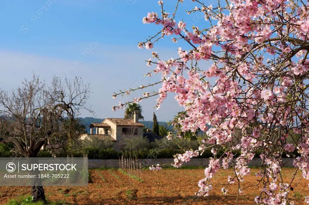 Blossoming almond tree and finca on Majorca, Balearic Islands, Spain, Europe