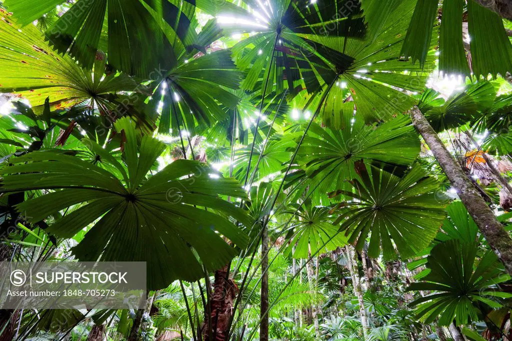 Australian Fan Palms (Licuala ramsayi) in the rainforest, Daintree National Park, northern Queensland, Australia