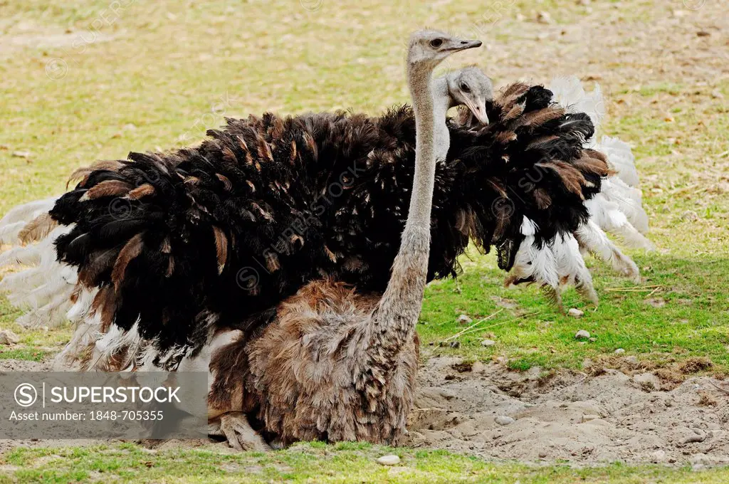 African Ostriches (Struthio camelus), pair, copulating, native to Africa, in captivity, Germany, Europe