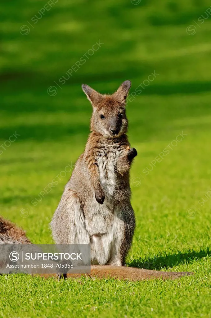 Bennett's Wallaby or Red-necked Wallaby (Macropus rufogriseus), juvenile, native to Australia, in captivity, Germany, Europe