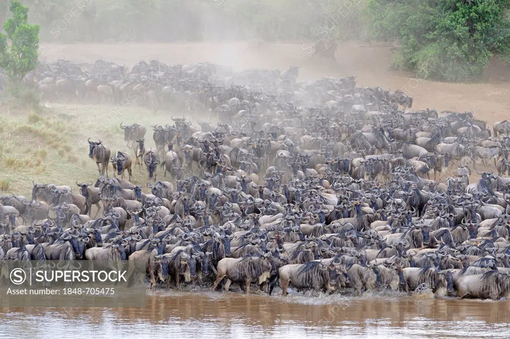 Blue or Common Wildebeest (Connochaetes taurinus), wildebeest migration, jostling for positions on the shore of the Mara River, Masai Mara, Kenya, Eas...
