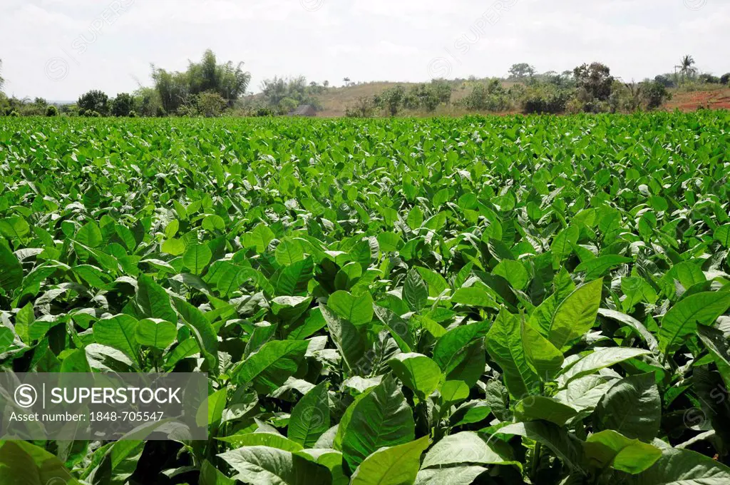 Tobacco leaves, tobacco plant (Nicotiana), tobacco plantation, farming in the Valle de Vinales national park, Pinar del Rio province, Cuba, Greater An...