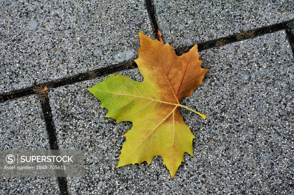 Autumnal Maple leaf (Acer) on paving stones