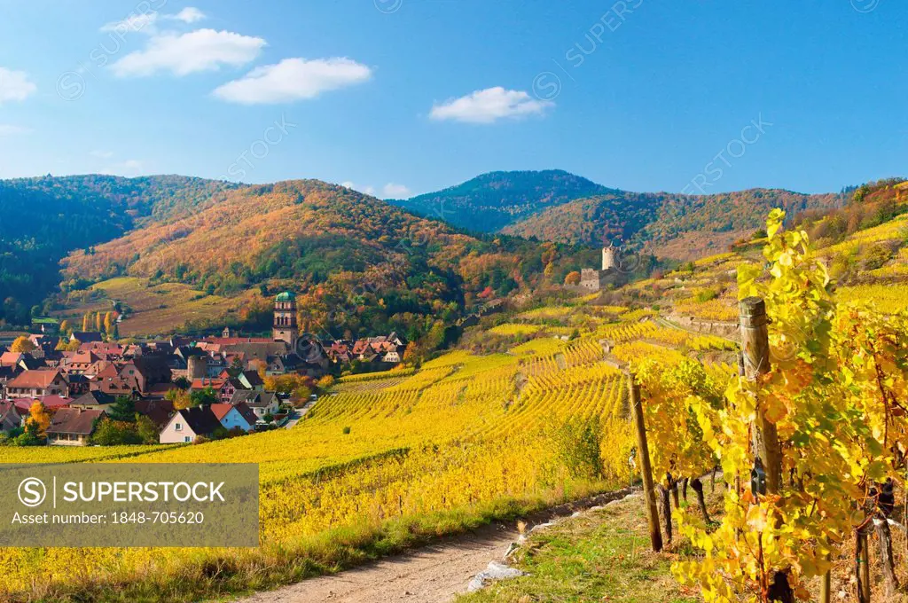 Autumnal vineyards of Thann, Alsace, France, Europe