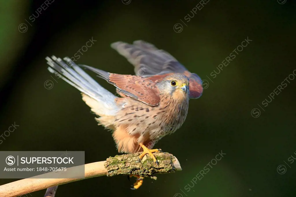 Kestrel (Falco tinnunculus), adult, male, perched on a look-out, Germany, Europe