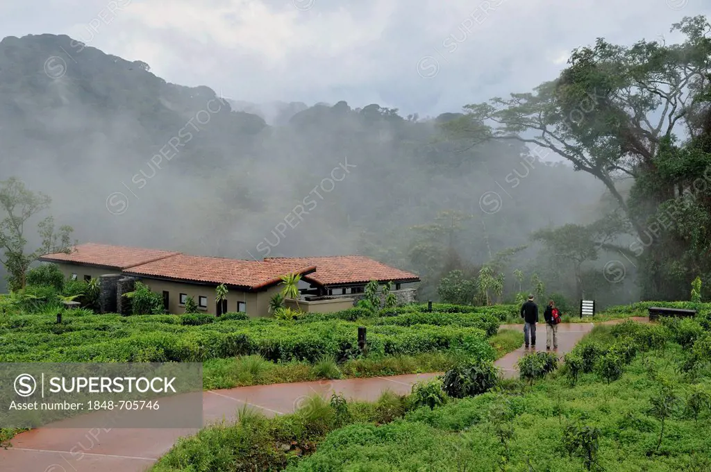 Chalets of the Nyungwe Forest Lodge, Nyungwe National Park, Rwanda, Africa