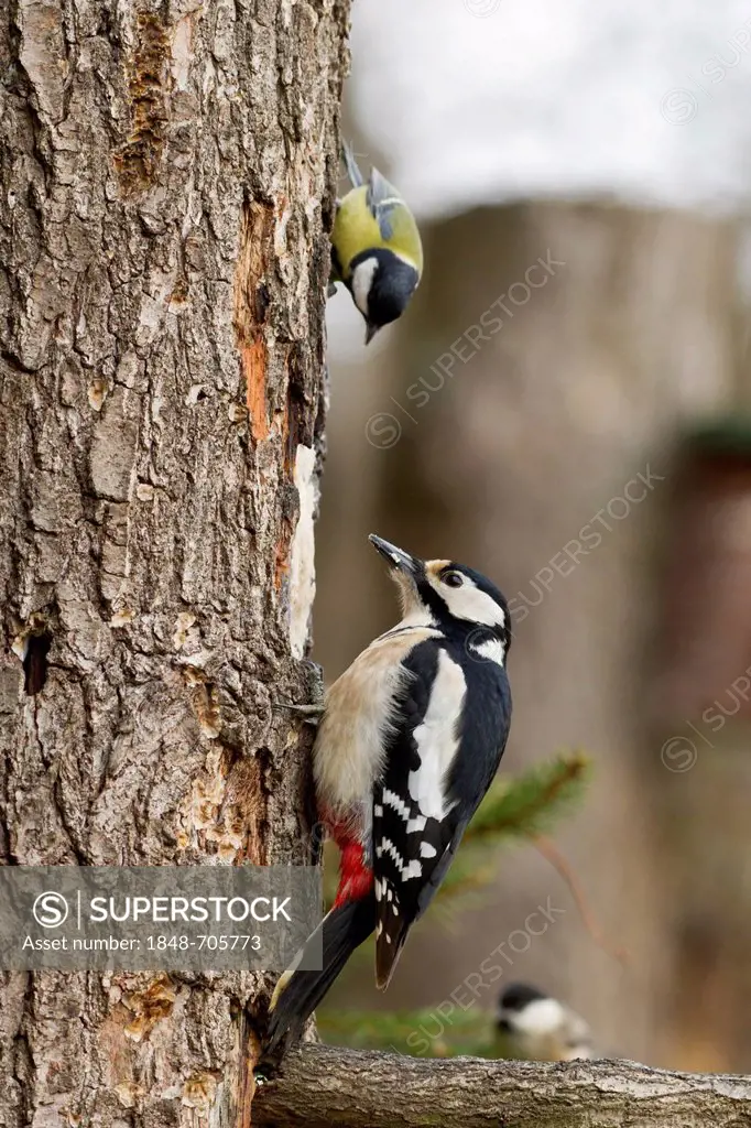 Great spotted woodpecker (Dendrocopos major) on a tree, Bad Sooden-Allendorf, Hesse, Germany, Europe