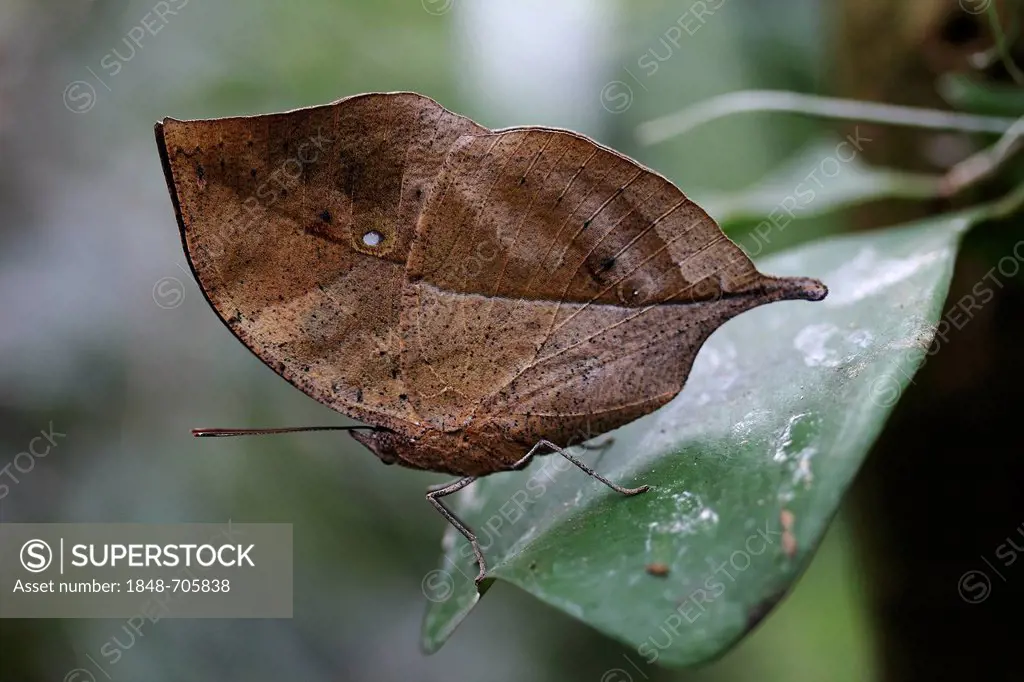 Indian Leaf butterfly (Kallima paralekta), Island of Mainau, Baden-Wuerttemberg, Germany, Europe