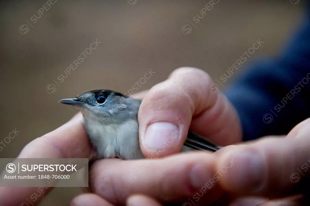 An officer from the British Sovereign Base Area Police anti trapping unit at Dekeleia, holding a Blackcap (Sylvia atricapilla) rescued from a trapper'...
