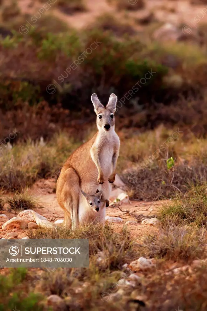 Eastern Grey Kangaroo (Macropus giganteus) with joey in pouch, Cape Range National Park, Exmouth Western Australia