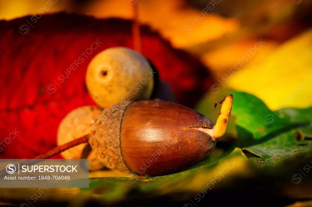 Germinating acorn in the forest
