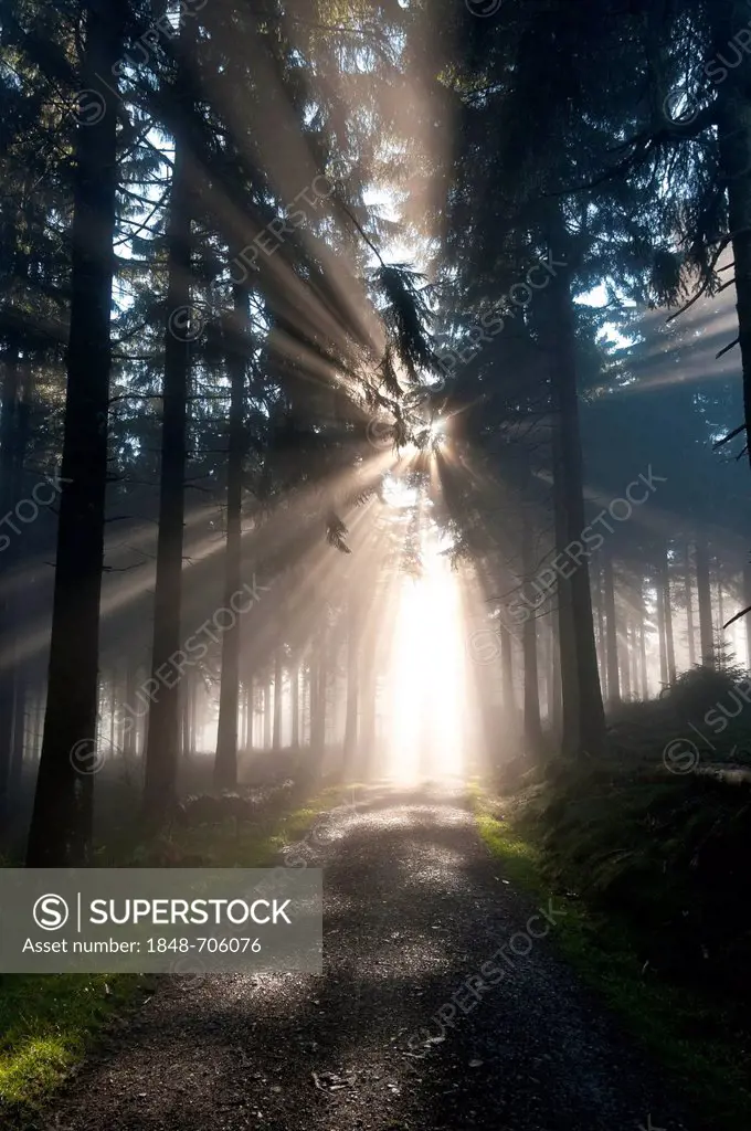 Sun rays penetrating the morning mist in a forest, Mt Feldberg in the Taunus range, Hesse, Germany, Europe