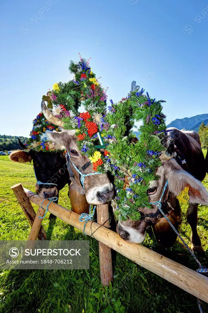 Decorated cows, ceremonial driving down of cattle from the mountain pastures, Pfronten, Ostallgaeu district, Allgaeu region, Swabia, Bavaria, Germany,...