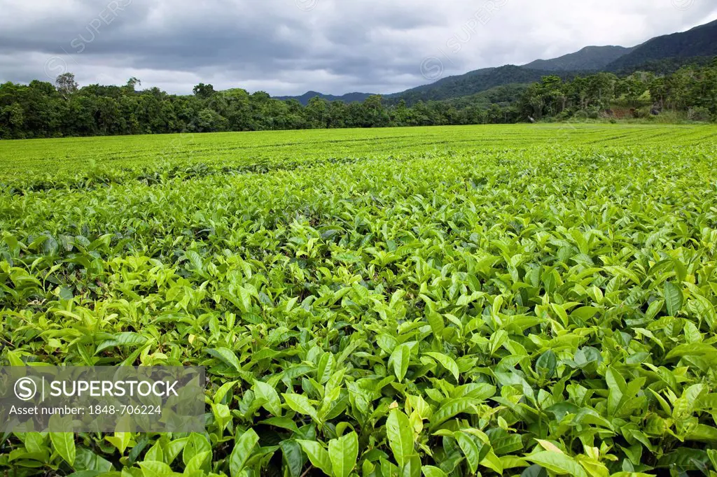 Tea plantation, Daintree National Park, northern Queensland, Australia