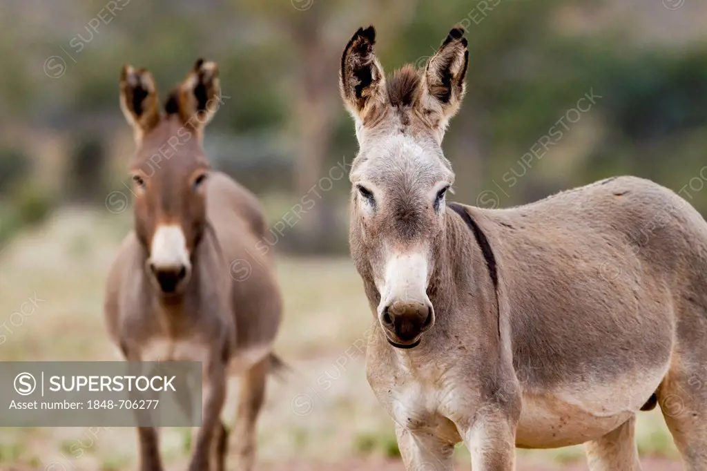 Wild donkeys (Equus asinus), Northern Territory, Australia