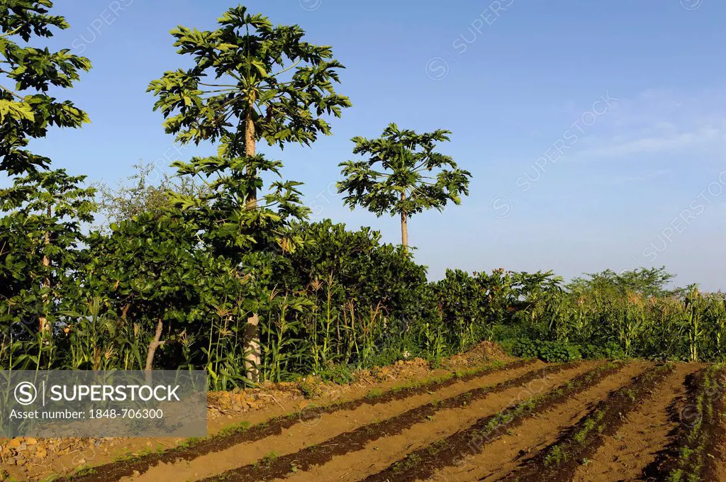 Vegetable field in the south of Fogo, Cape Verde, Africa