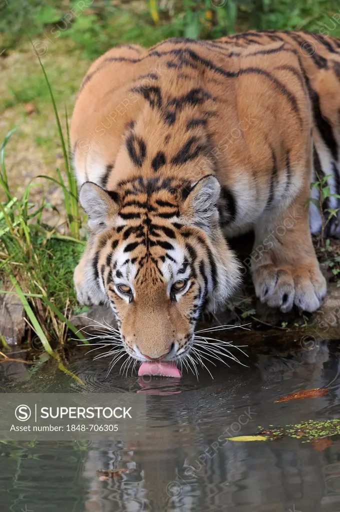 Siberian tiger, Amur tiger (Panthera tigris altaica), drinking, zoo, Lower Saxony, Germany, Europe