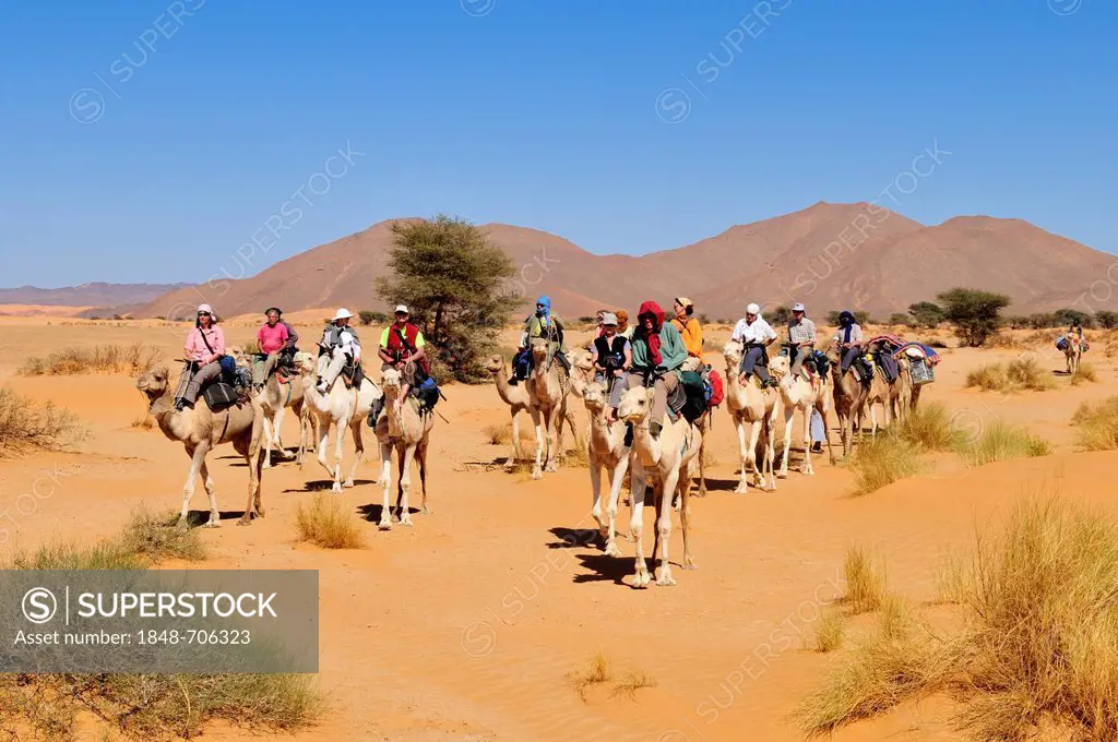 Camel caravane travelling through a wadi, oued of Adrar Tekemberet, Immidir, Algeria, Sahara, North Africa