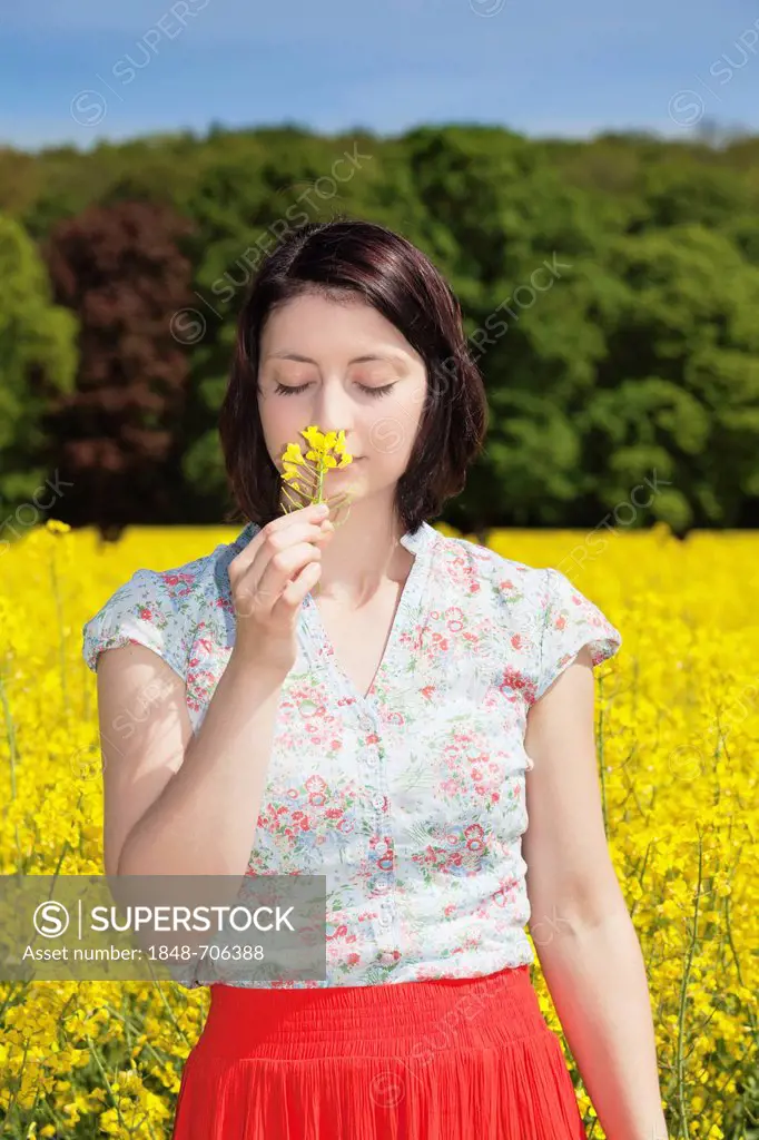 Young woman smelling a rape flower in a field of rape, Swabian Alb, Baden-Wuerttemberg, Germany, Europe