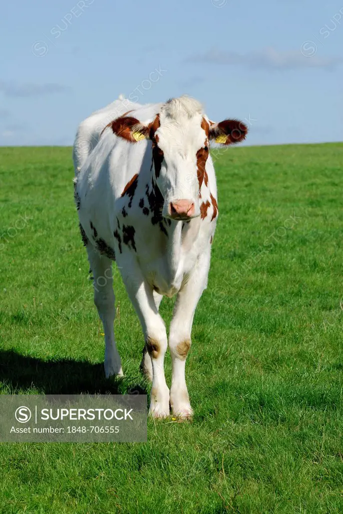 Cow standing on a green meadow, Schleswig-Holstein, Germany, Europe