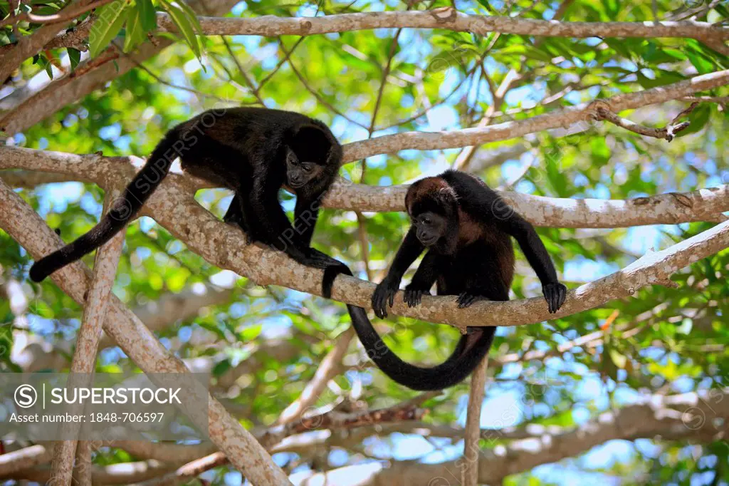 Black howlers (Alouatta caraya), adult, tree, couple, Roatan, Honduras, Central America, Latin America
