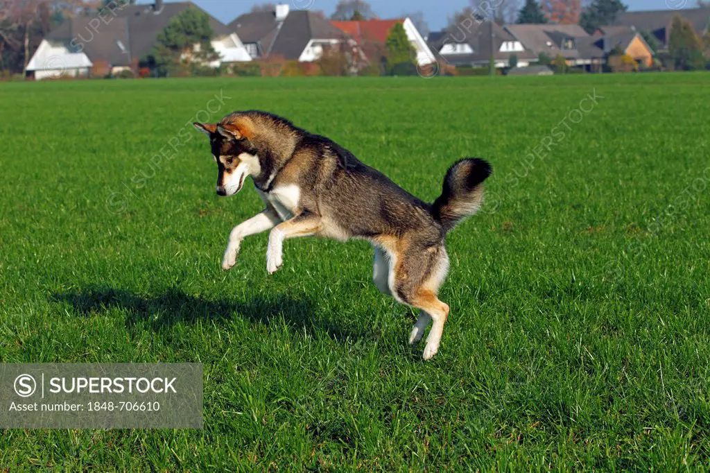 Jumping young Siberian Husky dog (Canis lupus familiaris) male, domestic dog