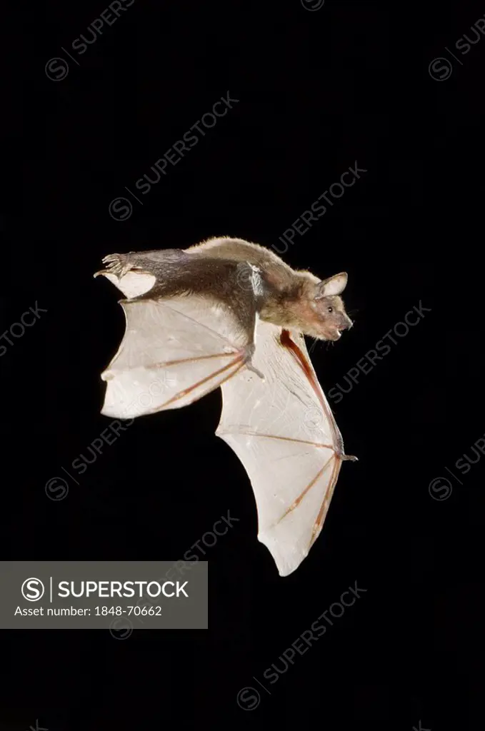 Evening Bat (Nycticeius humeralis), adult in flight, Willacy County, Rio Grande Valley, South Texas, USA