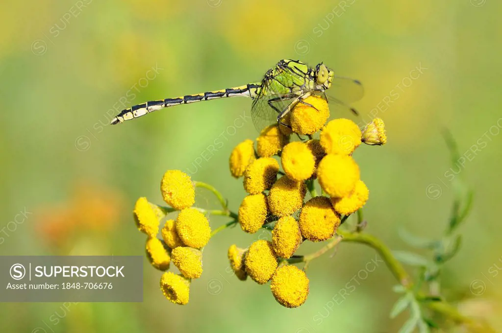 Green gomphid, Green snaketail, or Green clubtail (Ophiogomphus cecilia), Elbaue, floodplains of Elbe River, near Dessau, Saxony-Anhalt, Germany, Euro...