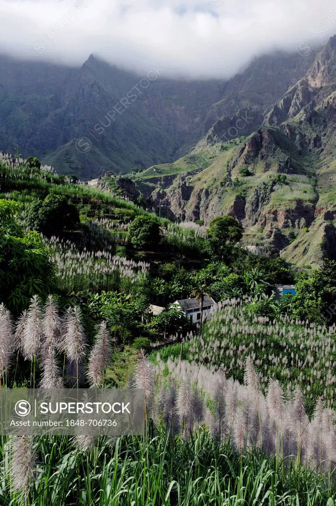 Sugar cane cultivation in the Ribeira da Garca, Santo Antao, Cape Verde, Africa