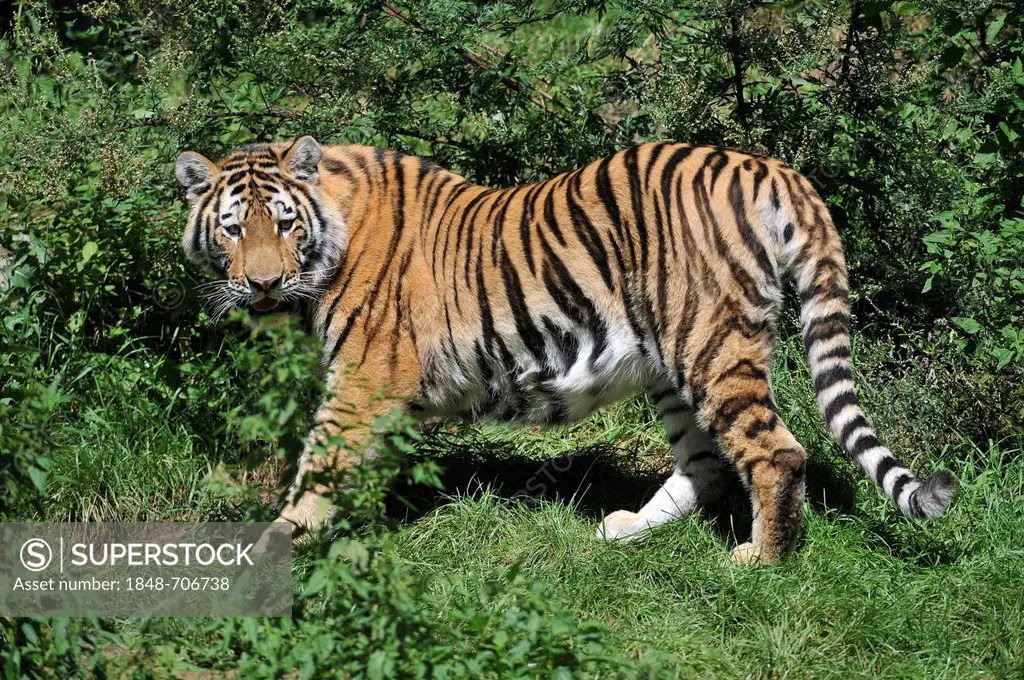 Siberian tiger, Amur tiger (Panthera tigris altaica), zoo, Lower Saxony, Germany, Europe