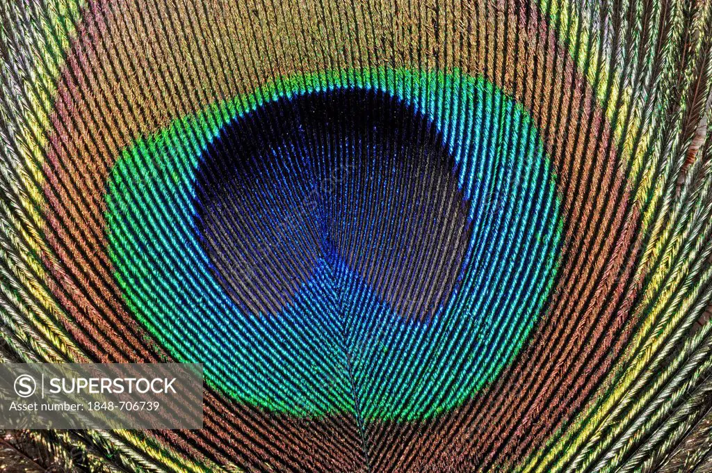 Blue Peacock (Pavo cristatus), detail of a tail feather from a male, North Rhine-Westphalia, Germany, Europe
