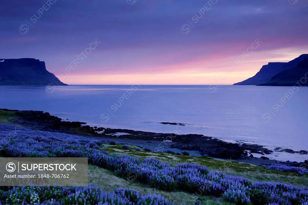 Violet Nootka Lupins (Lupinus nootkatensis), sunset at the town of Þingeyri, Thingeyri, Dýrafjoerður, Dýrafjoerður fjord, Westfjords, Iceland, Europe