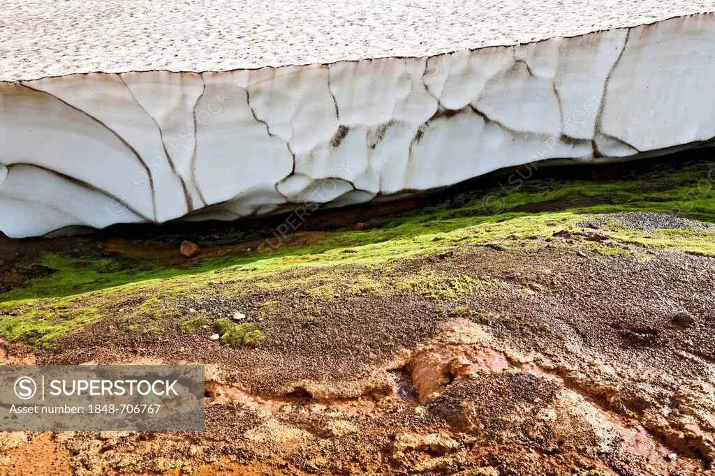 Snow melting in summer to reveal the first green under the edge of a thick blanket of snow, in the geothermal area of Kerlingarfjoell in the Highlands...