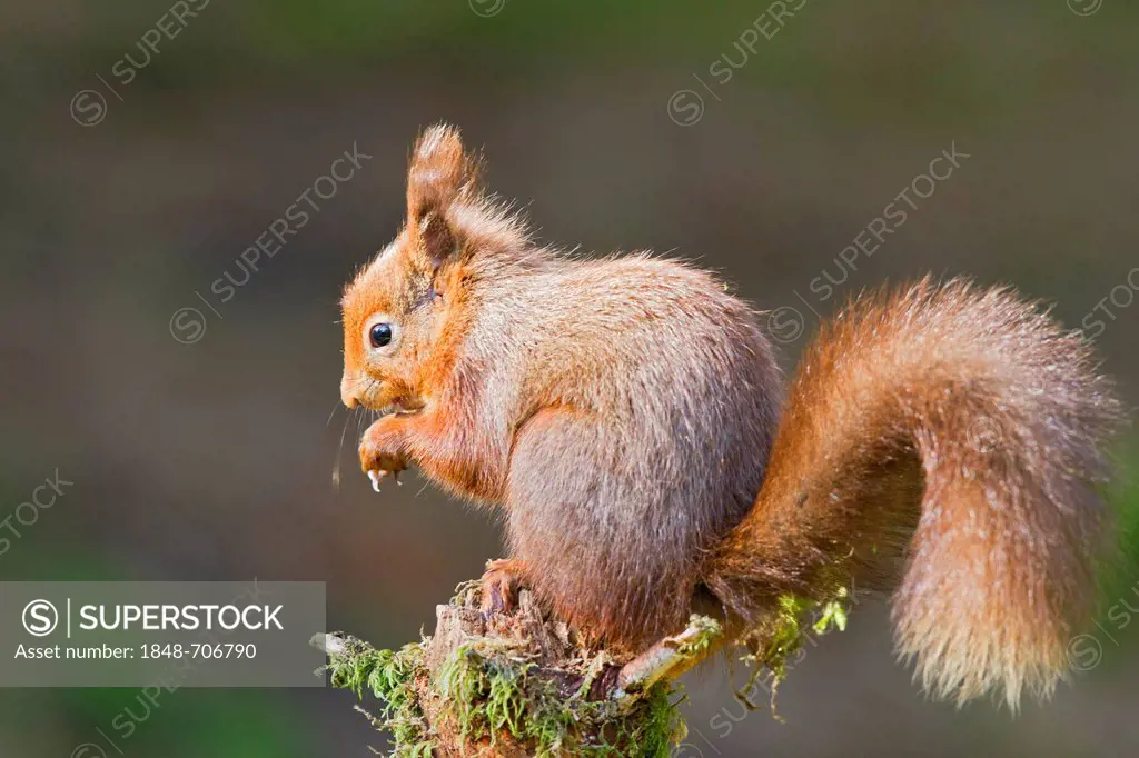Red squirrel (Sciurus vulgaris), north west England, United Kingdom, Europe