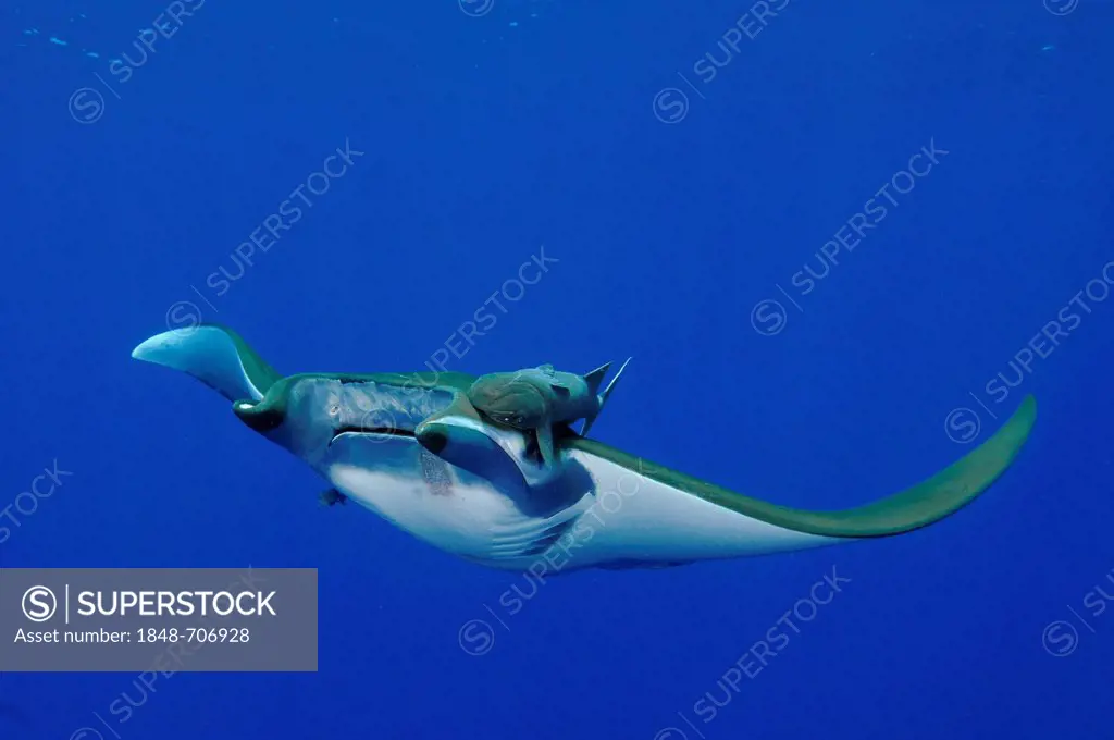 Box ray or Chilean devil ray, sicklefin devil ray or spiny mobula (Mobula tarapacana) with Remora (Echeneidae) on the ray's head in the open waters, F...