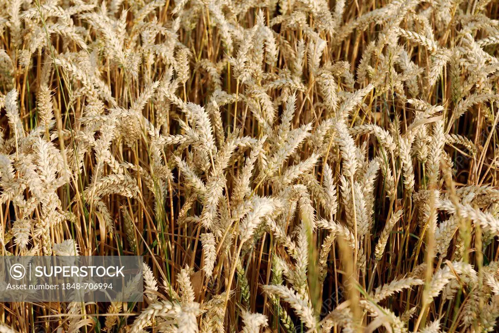 Wheat field, grain field, corn field, Schleswig-Holstein, Germany, Europe
