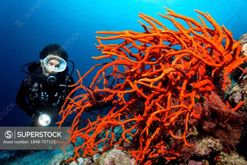 Scuba diver observing red, branched sponge, Great Barrier Reef, UNESCO World Heritage Site, Queensland, Cairns, Australia, Pacific Ocean