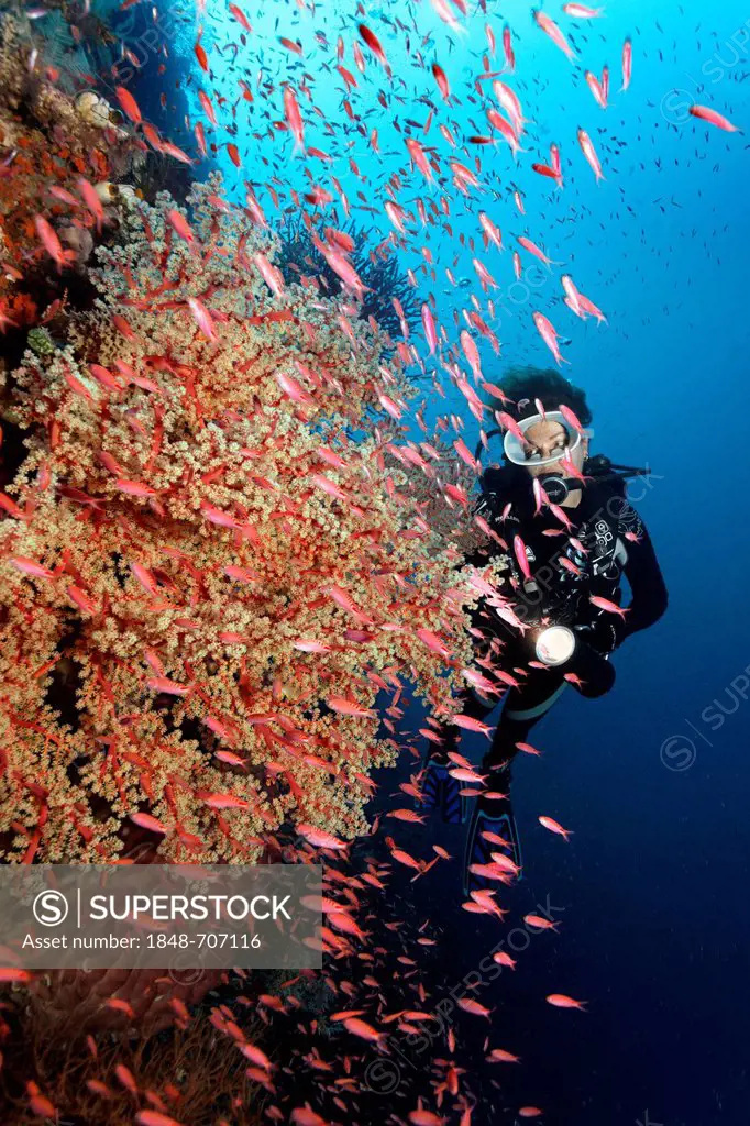 Scuba diver observing a shoal of Fairy Basselets (Pseudanthias lori) on Bushy Soft Coral (Siphonogorgia godeffroyi), Great Barrier Reef, UNESCO World ...