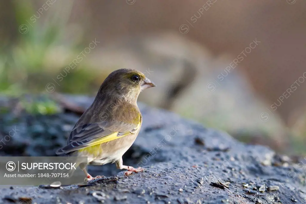 Greenfinch (Carduelis chloris) at the feeding site, Bad Sooden-Allendorf, Hesse, Germany, Europe