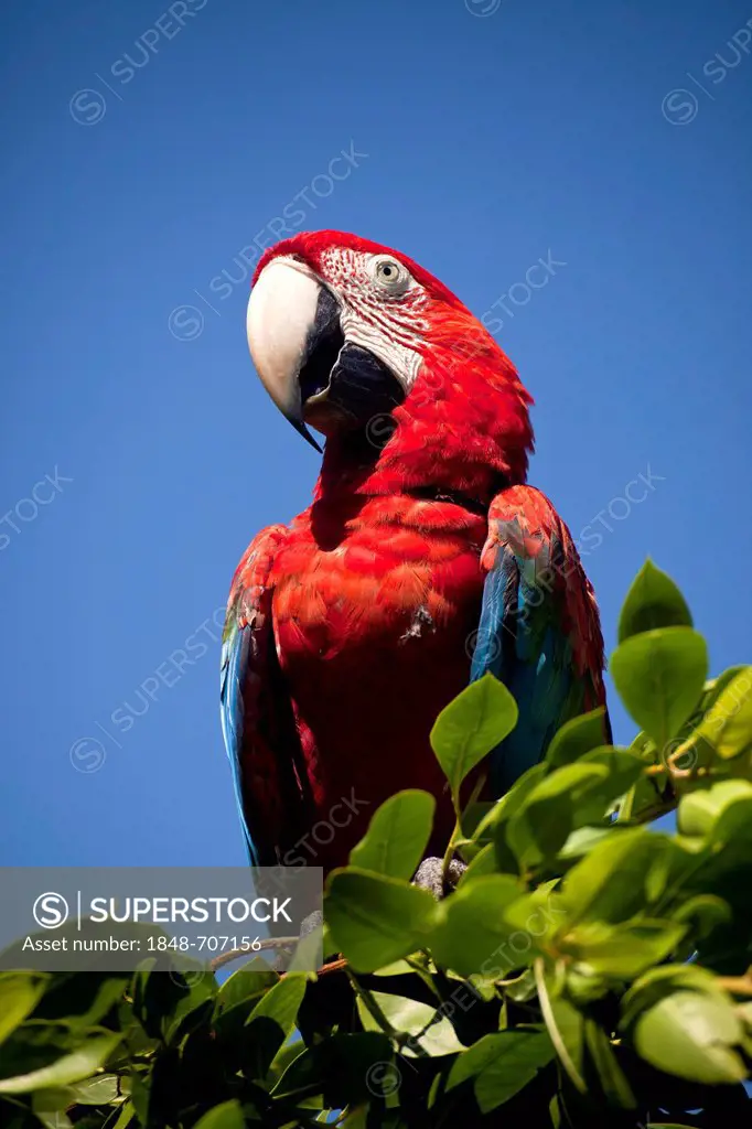 Scarlet Macaw (Ara macao) in a tree, Bocas del Toro, Panama, Central America