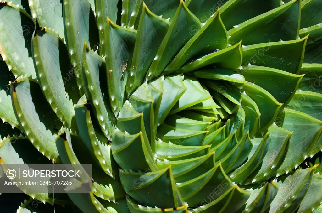 Spiral aloe (Aloe polyphylla), detailed view, Drakensberg, Kingdom of Lesotho, southern Africa